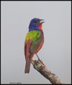 _6SB2685 painted bunting